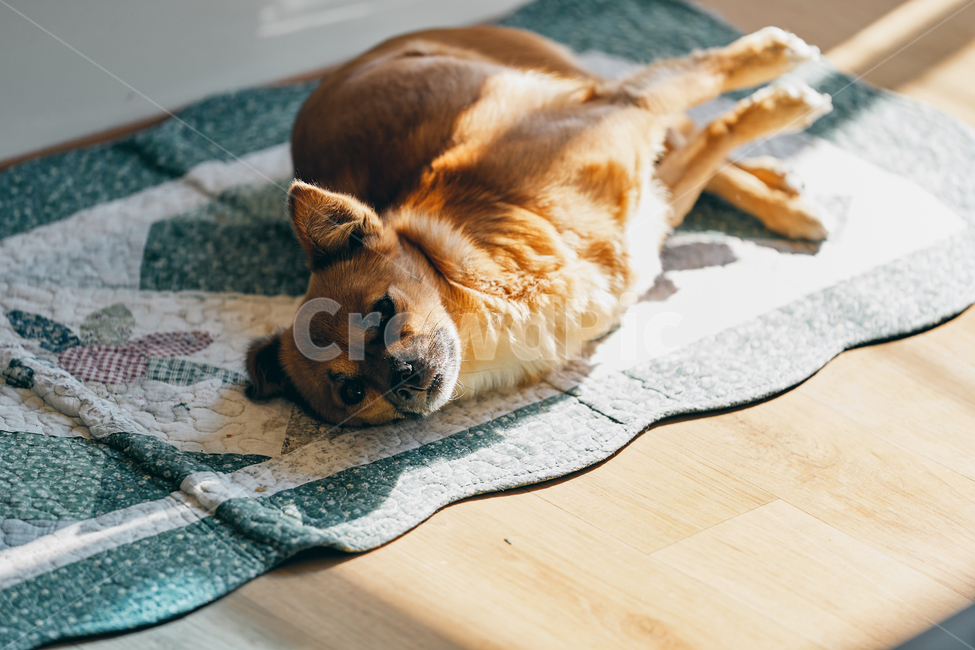 강아지,나른한오후,오후,충곤증,봄,애견,동물,animal,포유류,mammal,개,강아지,dog,doggy,휴식,힐링,rest,relaxation,healing