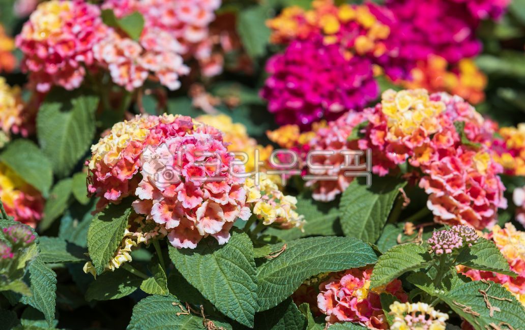 fancy,colorfully,flower bed,yellow,flower garden,Orange,red,horticulture,lantana,petal,lantanacamara,seven changes,Excess vervain,green,Horticultural varieties,nature,dragon boat,leaf,flower,Red,outdoor,warm,sunlight,angiosperms,plant,colorful,Lantanakama