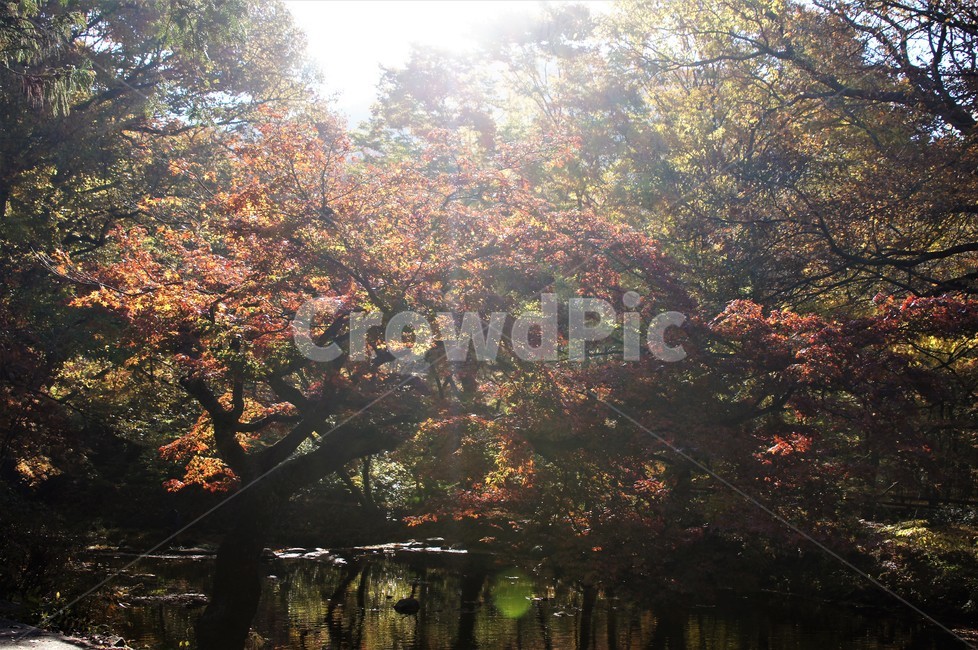 가을,단풍,나무,자연,식물,계곡물,그림자,감성,자연풍경,풍경,trees,nature,autumn,season,emotion,빛,가을,계절,fall,autumn,season,tree,plant,maple
