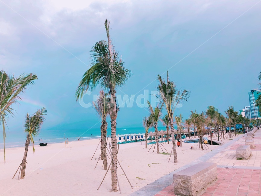 야자수,동남아시아,해변,나무,풍경,맑은날,베트남해변,mykhebeach,여름,휴양지,휴양,열대,해외,외국,휴식,방학,관광지,바닷가,바다,수평선,하늘,평화로운,편안한,힐링,치유,여유,자연,nature,계절,summer,season,beach,sea,vacation,rest,relaxation,healing