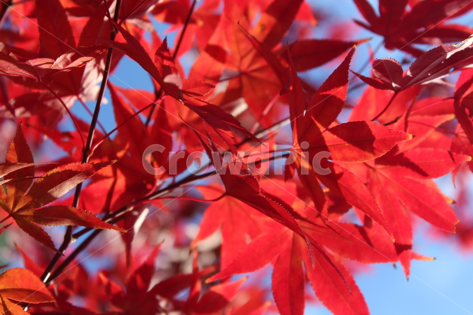 leaf,잎,tree,maple,단풍,가을,계절,fall,autumn,season,plant,식물,나무