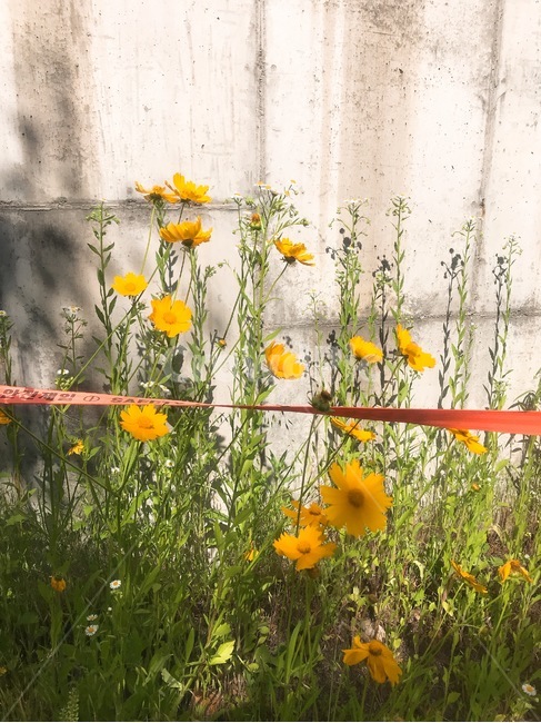 꽃,바탕화면,노란꽃,노란색,자연,식물,자연,plants,nature,꽃,flower