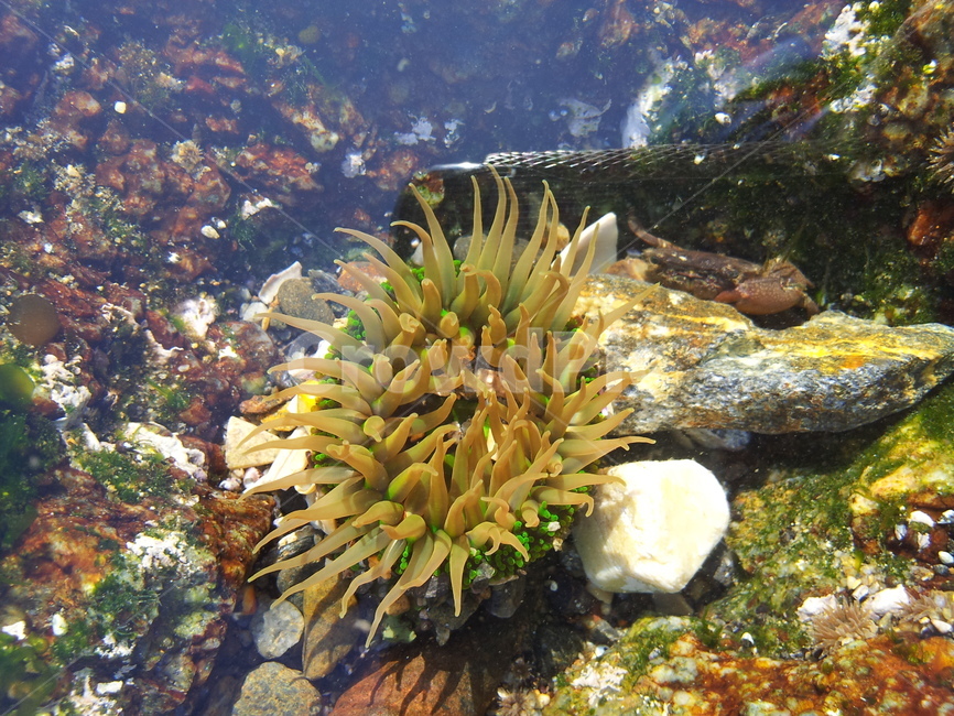 말미잘,해양생물,sealife,aquatic,바다,자연