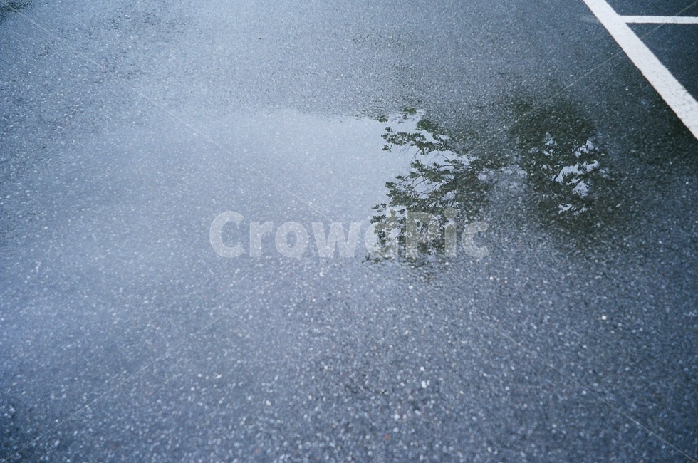 비,자연,물웅덩이,빗물,레인,rain,비온뒤,nature,물,water,나무,비친모습,도로,비,비오는날,rain,rainy