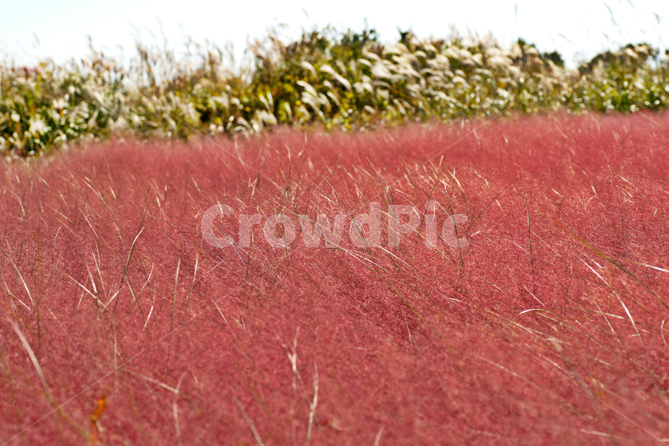 핑크뮬리,pinkmuhly,쥐꼬리새류,여러해살이풀,분홍억새,헤어리온뮬리,걸프뮬리,정원식물,가을,계절,fall,autumn,season,field,들