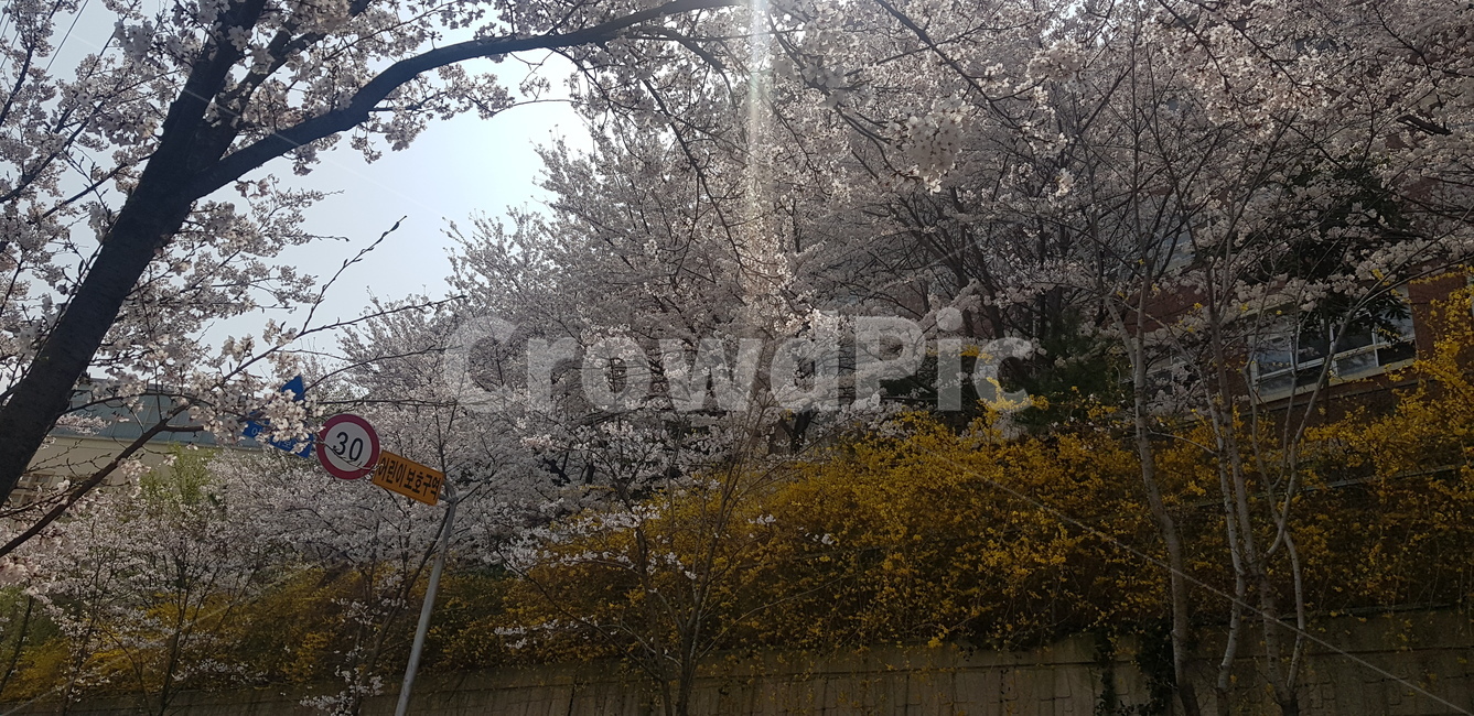벚꽃,개나리,학교앞,봄,시속30,봄,계절,spring,season,nature,자연,outdoors,옥외,ice,빙