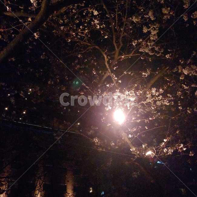 벚꽃,일본,밤,봄,불빛,야경,밤,풍경,nightscape,night,landscape,light,빛,flare,플레어
