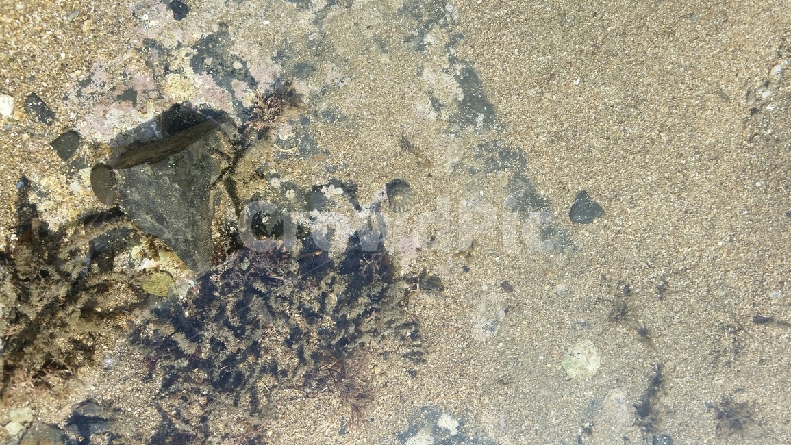 여름,해변,모래,더위,바다,해변,바다,beach,sea