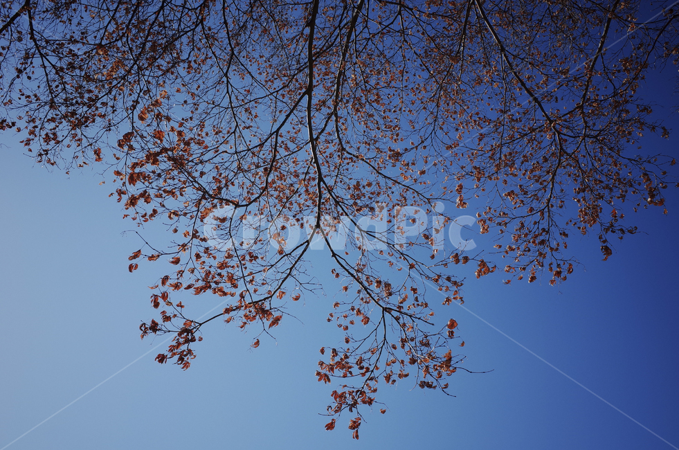 tree,나무,plant,식물,treetrunk,나무줄기,나뭇가지,하늘,sky,blue,파란하늘,푸른하늘,파란,푸른,단풍,단풍나무