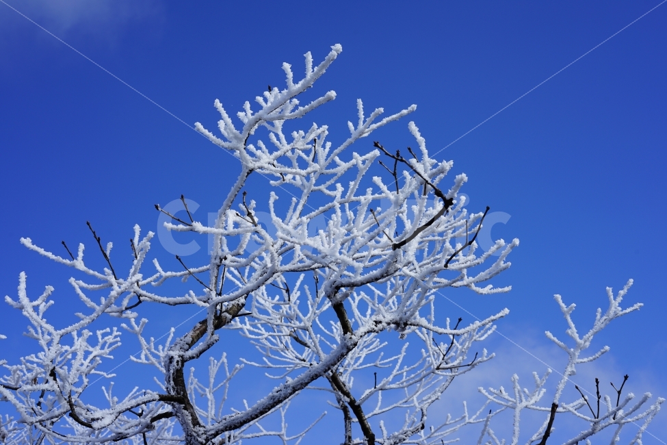 상고대,눈꽃,겨울산,산,등산,mountain,자연풍경,겨울,계절,winter,season,식물,자연,plants,nature,나무,trees,wood