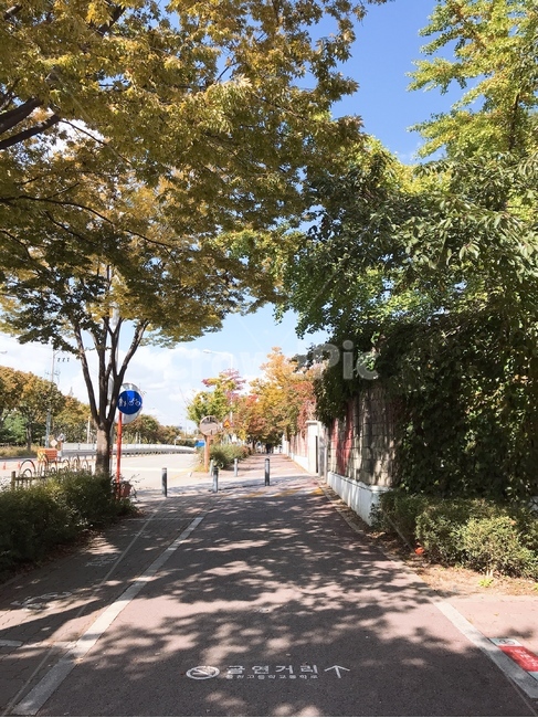 길,낙엽,나무,날씨,하늘,구름,산책,자연,풍경,nature,landscape