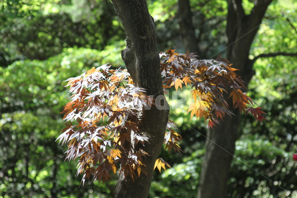 나무,단풍,봄,정원,푸르름,나무,trees,wood