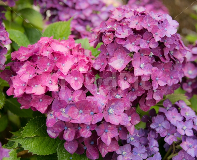 수국,사랑,자연,꽃,감성,korea,식물,자연,plants,nature,꽃,flower
