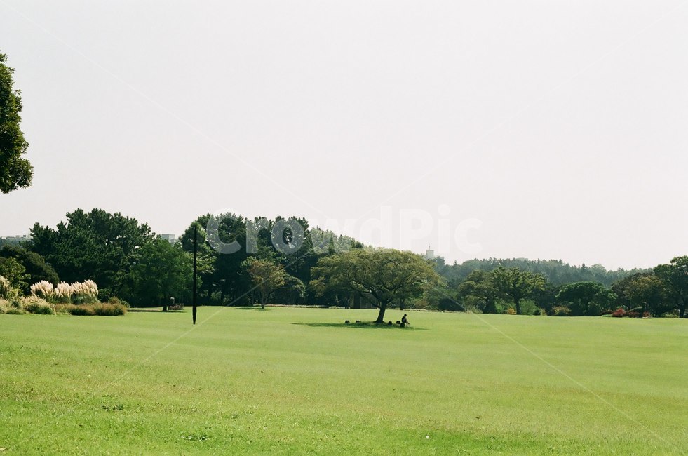 제주도,잔디,여름,나무,평야,자연,풍경,nature,landscape,field,들,outdoors,옥외