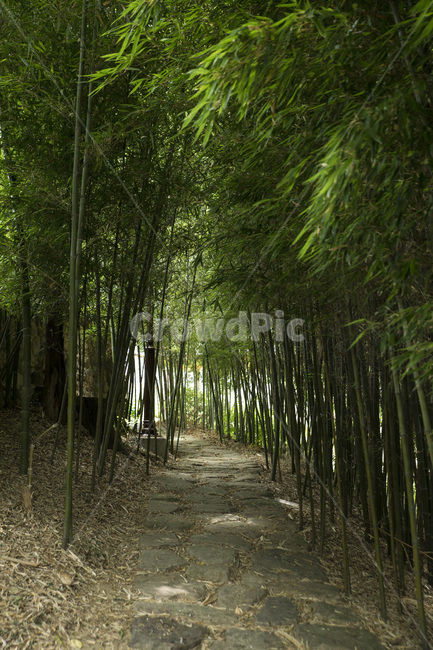 대나무,숲,초록색,자연,색감,색,나무,trees,wood