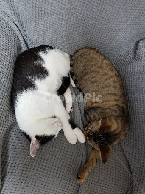 고양이,벵갈,코숏,잠,소파,동물,animal,포유류,mammal,고양이,cat,kitten,kitty
