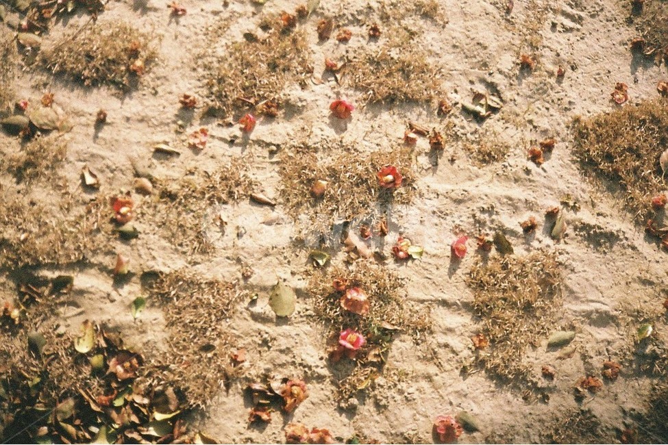 동백꽃,운동장,모래,겨울,꽃,식물,자연,plants,nature,꽃,flower,감성,sensible,feeling