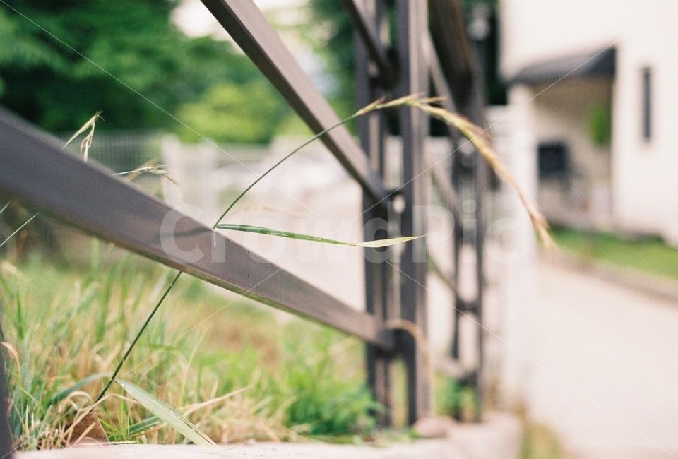 능내역,남양주,강아지풀,풀,풍경,식물,자연,plants,nature,감성,sensible,feeling