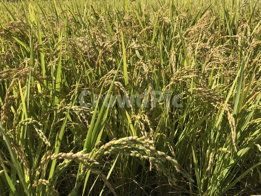 가을,추수,벼,쌀,논,곡류,곡식,cereals,산업,industry,industrial,농업,농사,agriculture,farming,farming industry