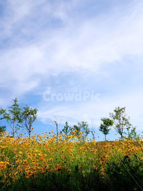 금계국,봄,풍경,노랑,파랑하늘,햇빛,봄,계절,spring,season,자연,풍경,nature,landscape,식물,plants,꽃,flower