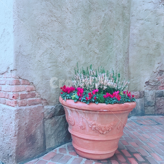 Red,green,pot,beauty,flower bed,Soft,flower,red flower