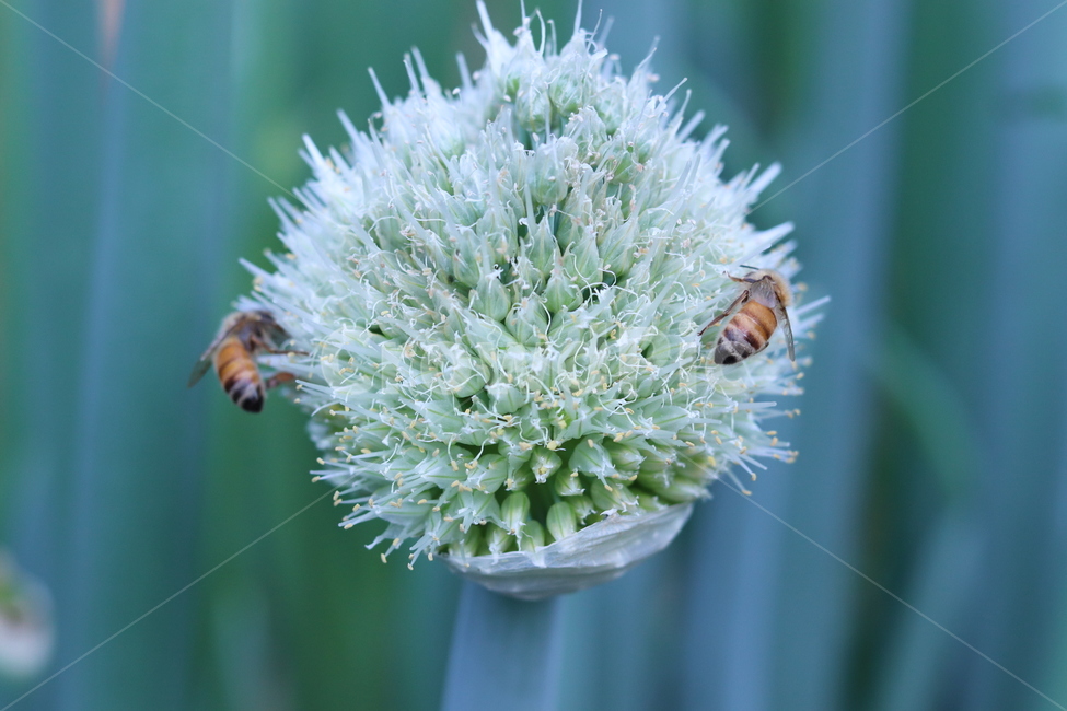 꽃,대파,꿀벌,정원,자연,식물,자연,plants,nature,꽃,flower,동물,animal,곤충,벌레,insect,bug,감성,sensible,feeling