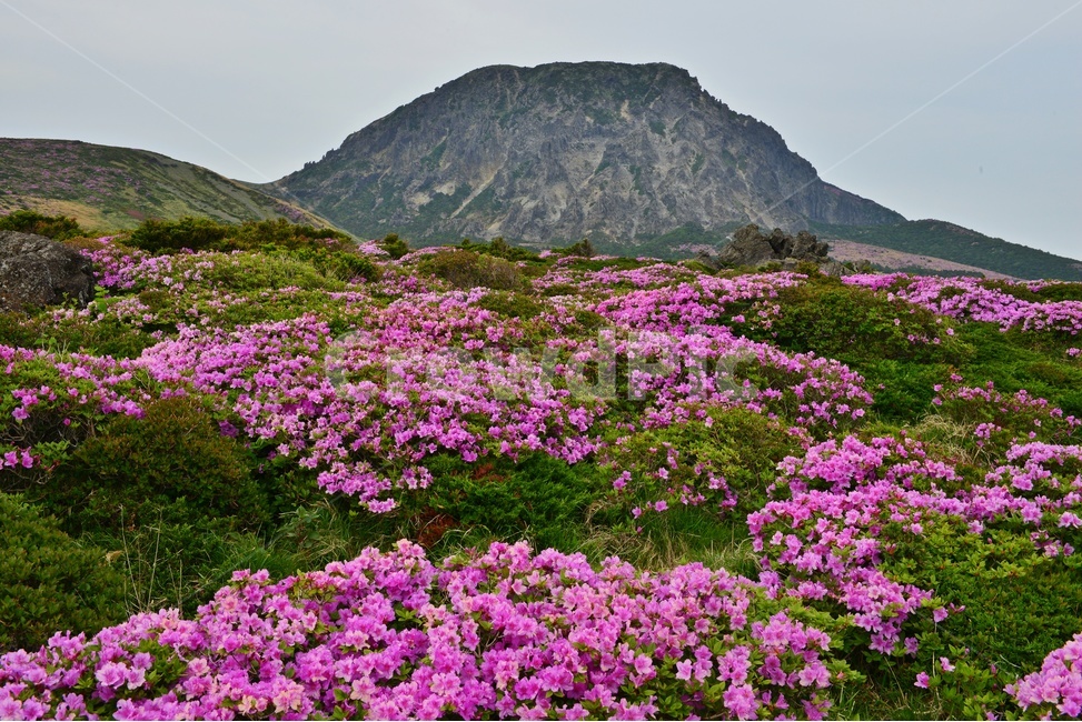 제주,한라산,한라산봄,한라산철쭉,철쭉꽃,봄,계절,철쭉,영실,윗세오름,plant,식물,nature,outdoors,옥외,hill,언덕,경치,경관,풍경,비경,제주봄,자연,풍경,nature,landscape