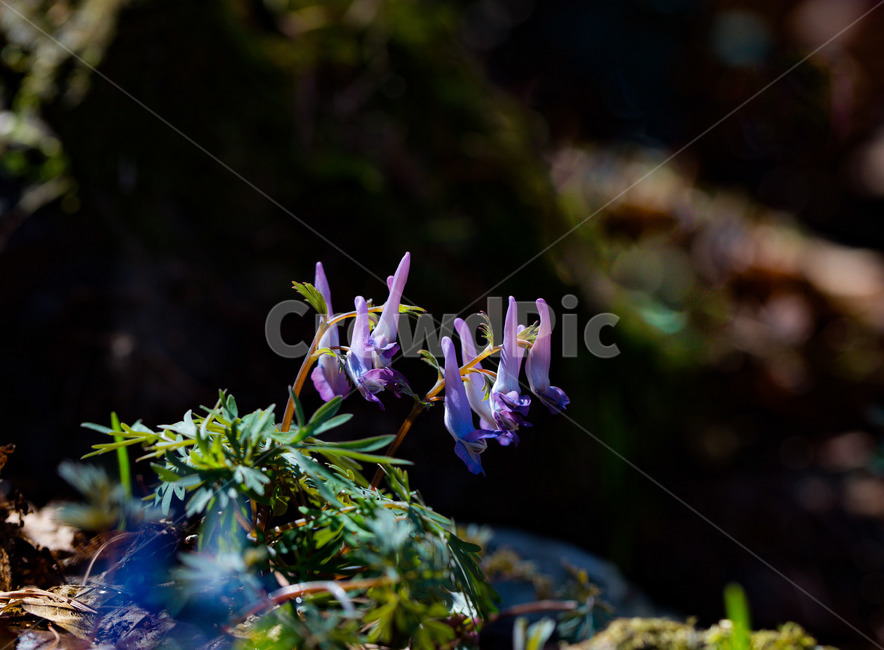 현호색,들꽃,봄꽃,자연,야생화,식물,자연,plants,nature,꽃,flower