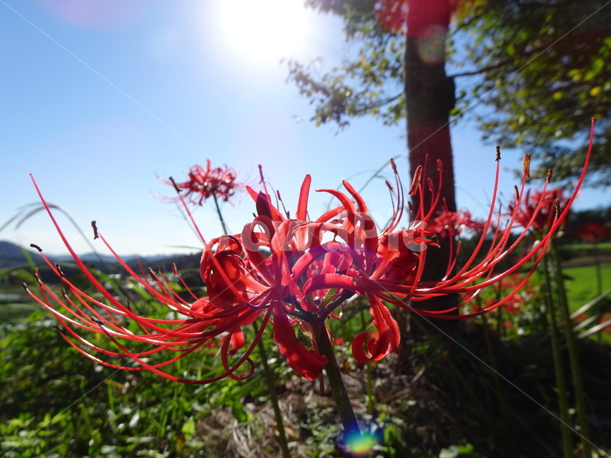 꽃,꽃무릇,상사화,하늘,빨강,식물,자연,plants,nature,꽃,flower