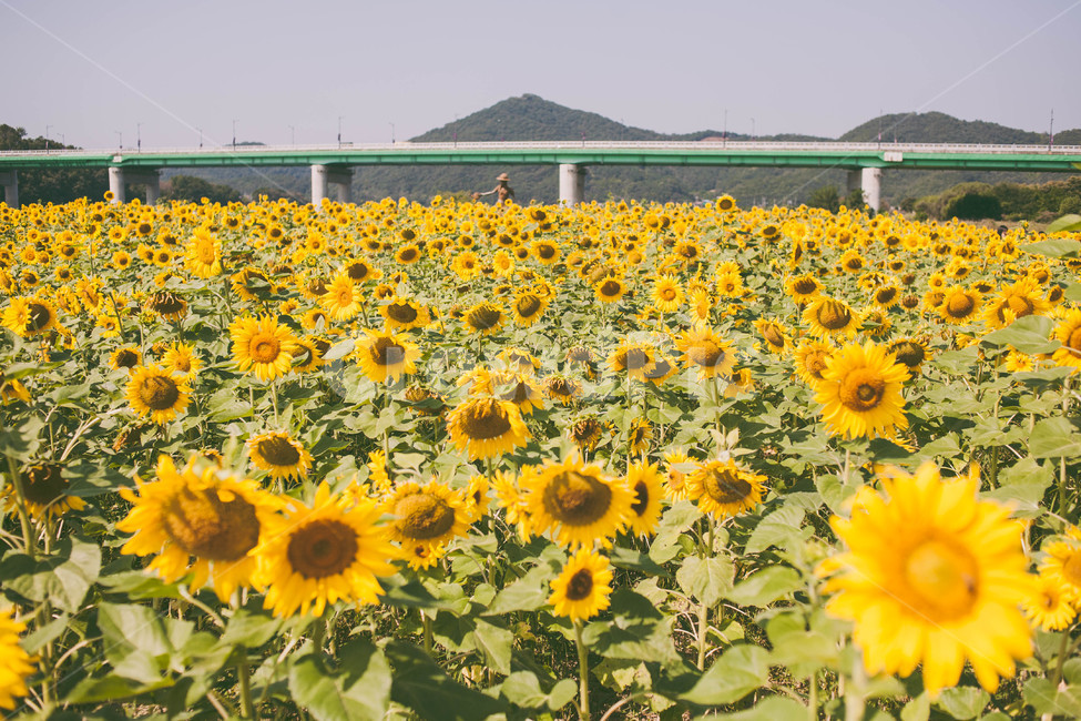 해바라기,sunflower,하늘,공주,노란,햇볕,여름,계절,summer,season,가을,fall,autumn,식물,자연,plants,nature,꽃,flower,plant