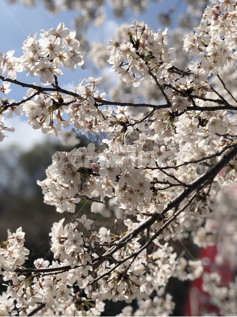 벚꽃,봄,꽃구경,사쿠라,cherryblossom