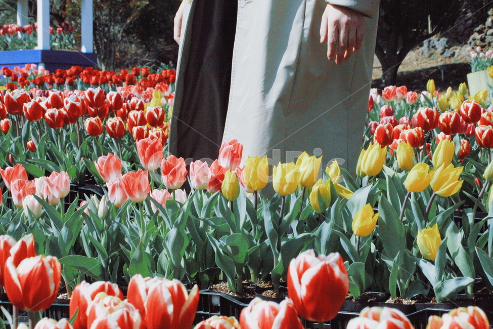 튤립,꽃밭,꽃,사랑,봄,봄,계절,spring,season,식물,자연,plants,nature,꽃,flower,사람,인물,인간,human,person,감성,sensible,feeling,휴식,힐링,rest,relaxation,healing,plant,blossom