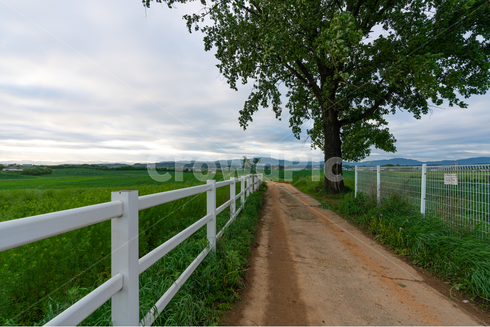 맑음,하늘,햇살,구름,풀,식물,나무,tree,plant,sunshine,sky,cloud,자연,풍경,nature,landscape,식물,plants,나무,trees,wood