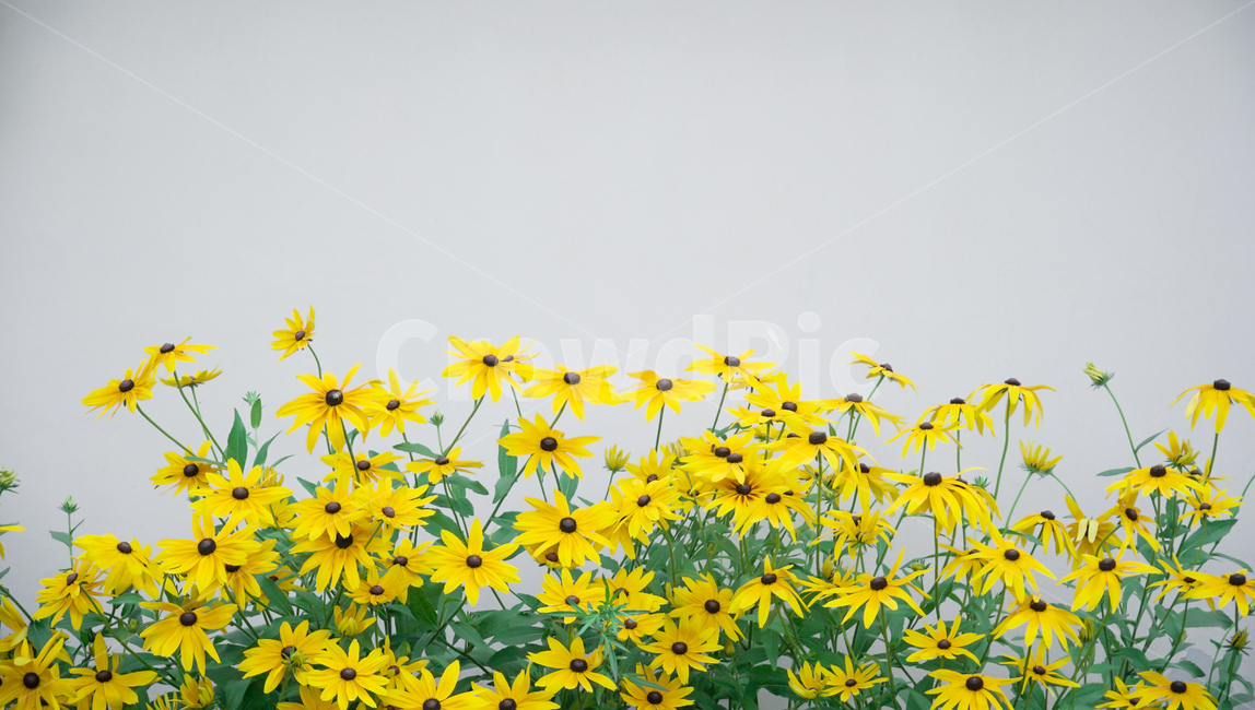 벽,노란색,꽃,초록색,들꽃,꽃,flower