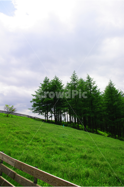 초원,목장,하늘,구름,풍경,풍광,자연,nature,landscape,자연,풍경,nature,landscape,한국자연풍경,한국자연경관,korea nature landscape,tree,나무,plant,식물,abies,아비,fir,전나무