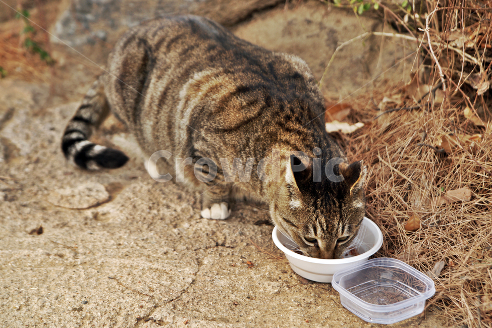 고양이,야옹이,길냥이,식사,사료,태비,줄무늬,동물,포유류,동물,animal,포유류,mammal,고양이,cat,kitten,kitty