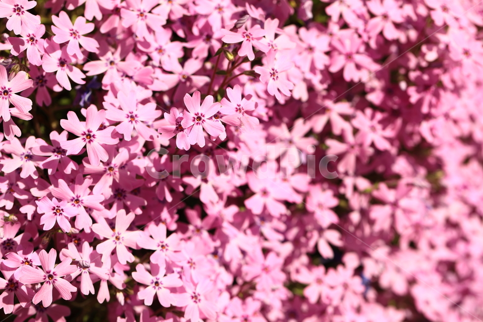 잔디꽃,꽃,핑크,자연,접사,closeup,flower,pink,nature,natural,blossom,봄,계절,spring,season,식물,자연,plants,nature,꽃,flower,색깔,색상,색채,색감,color sense,color sensitivity,feeling of color,petal,꽃잎,plant