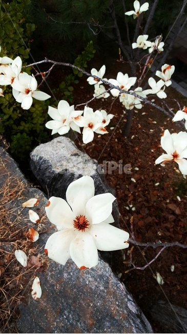 목련,봄,빛나는꽃,봄꽃,식물,자연,계절,감정,꽃,흰꽃,plants,nature,spring,flower,season,백목련,우아한,magnolia,우아함