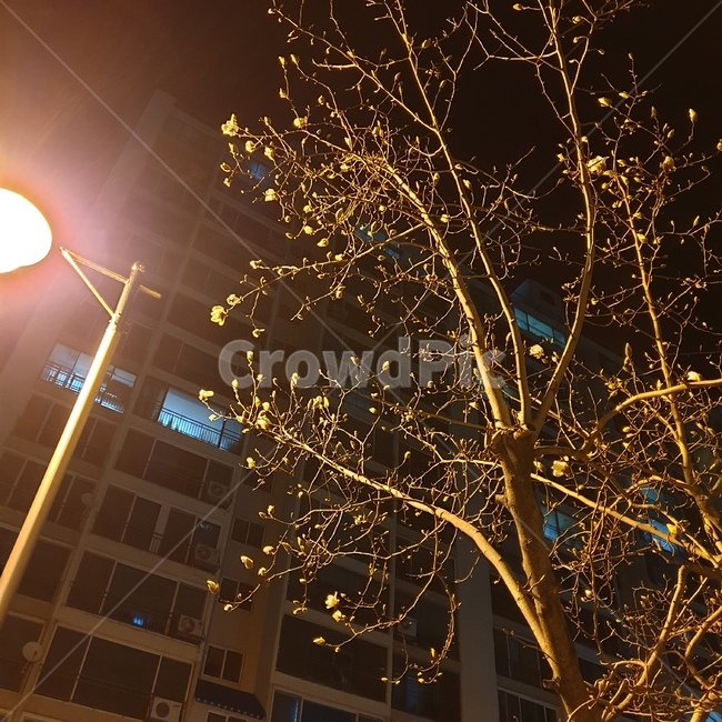 봄날,퇴근길,가로등,봄꽃,밤공기