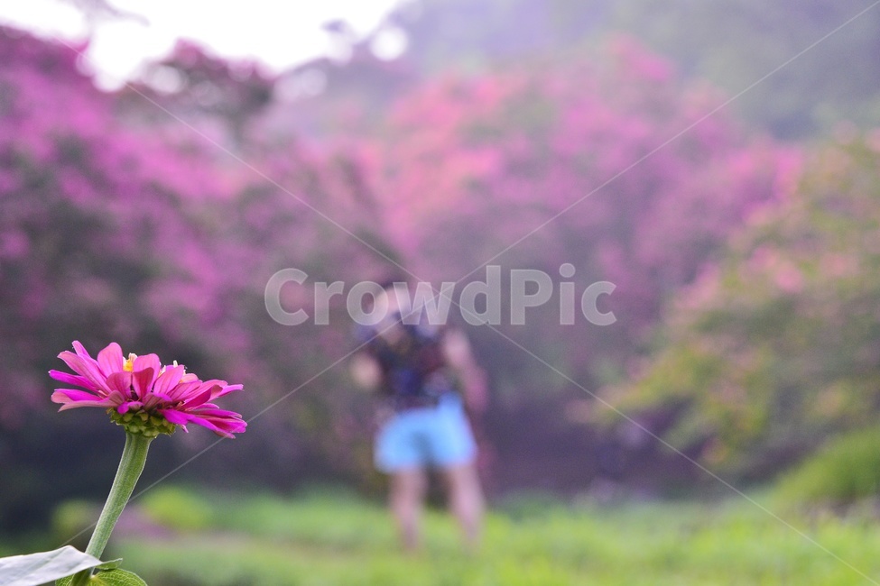 담양,명옥헌,명옥헌원림,배롱나무,배롱나무꽃,꽃,plant,식물,person,사람,human,인간,자연,경치,경관,풍경