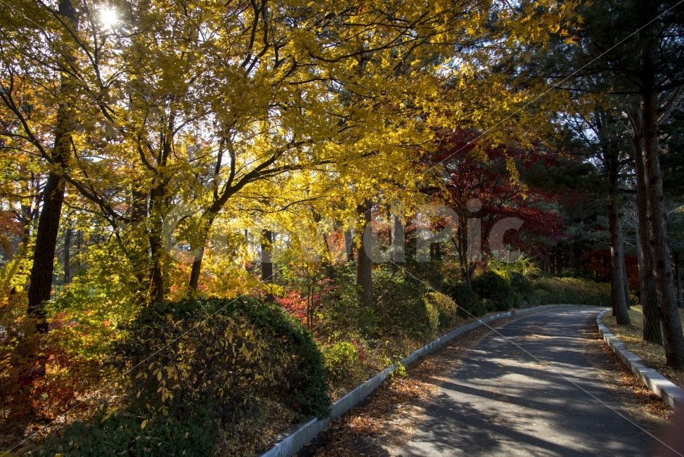 숲,길,숲길,나무,은행,그늘,햇살,쓸쓸,가을,계절,fall,autumn,season,자연,풍경,nature,landscape,식물,plants,나무,trees,wood,tree,plant