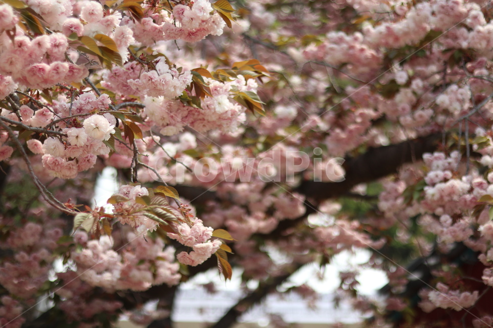 겹벚꽃,왕벚꽃,핑크,봄,풍경,봄,계절,spring,season,식물,자연,plants,nature,꽃,flower,plant,blossom,cherry blossom,벚꽃
