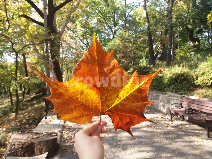 가을,낙엽,가을햇살,감성,나뭇잎,공원,가을,계절,fall,autumn,season,식물,자연,plants,nature,leaf,잎,plant,tree,나무,bench,벤치,furniture,가구