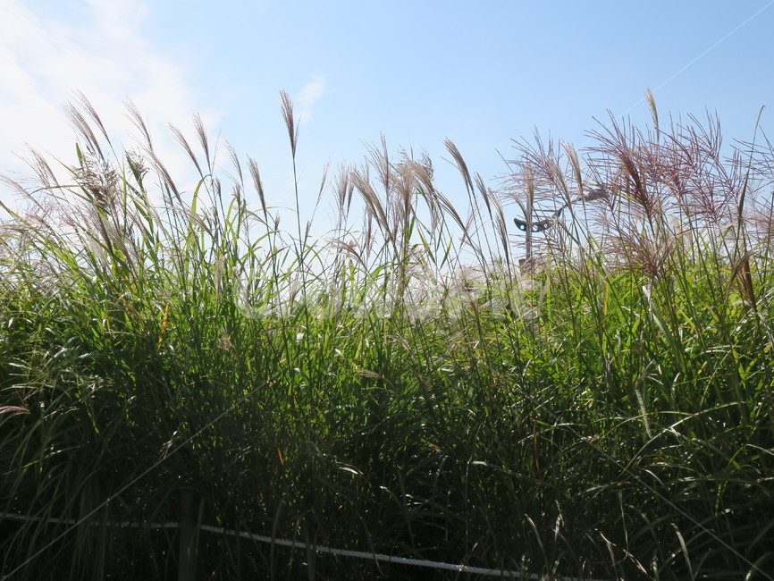 갈대,바람,가을,식물,초록,하늘,식물,자연,plants,nature