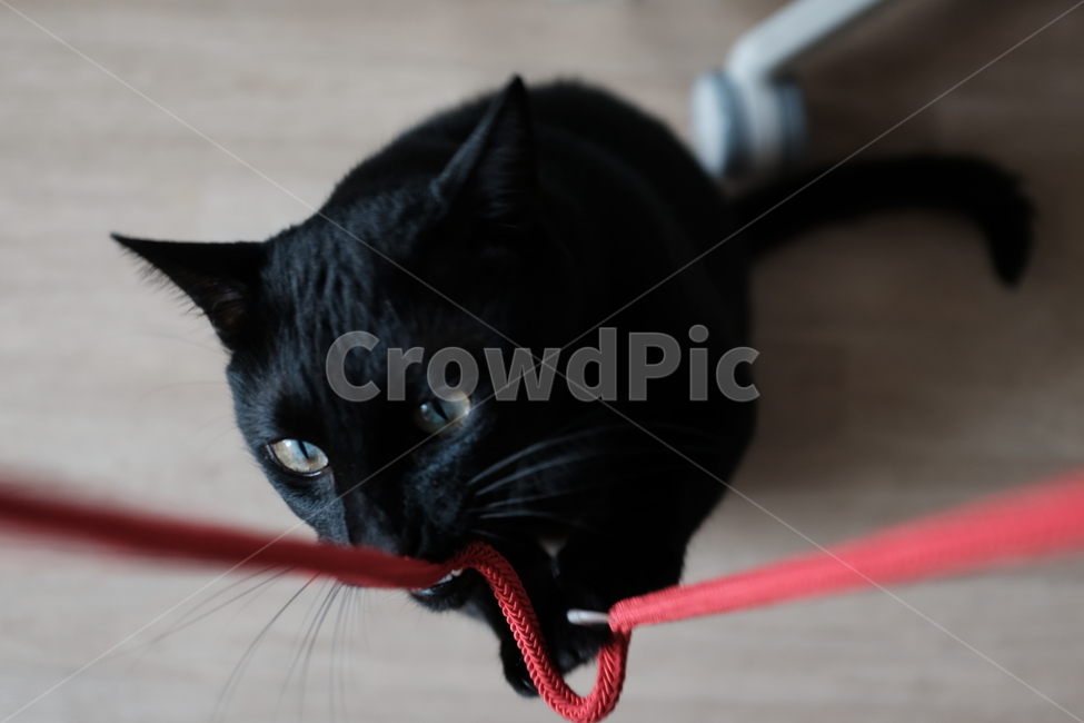 고양이,cat,동물,animal,반려묘,검은고양이,동물,animal,포유류,mammal,고양이,cat,kitten,kitty