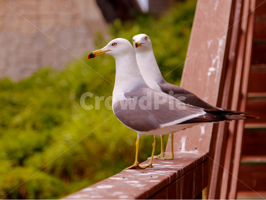 새,갈매기,야생,울릉도,bird,동물,animal,조류,새,birds