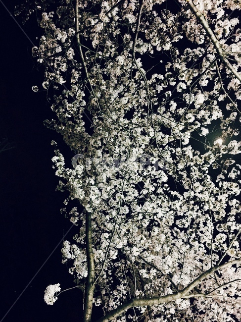 벚꽃,나무,자연,어두운밤,나뭇가지,flower