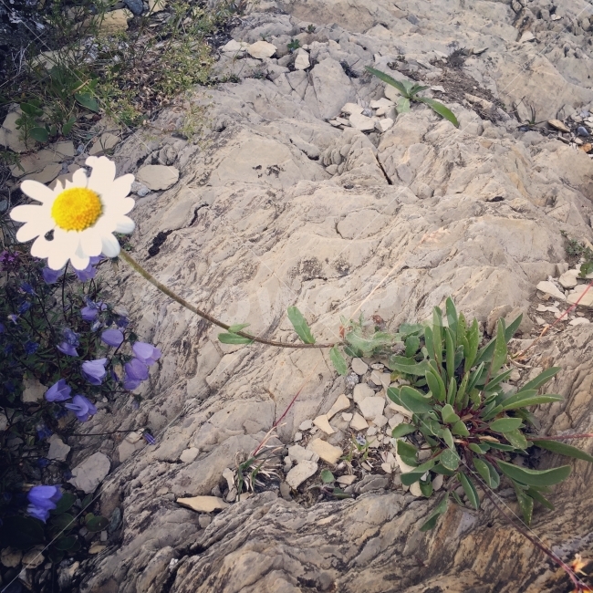 야생화,스위스꽃,리기산,생명력,바위틈꽃,수수한꽃,나홀로,식물,자연,plants,nature,꽃,flower