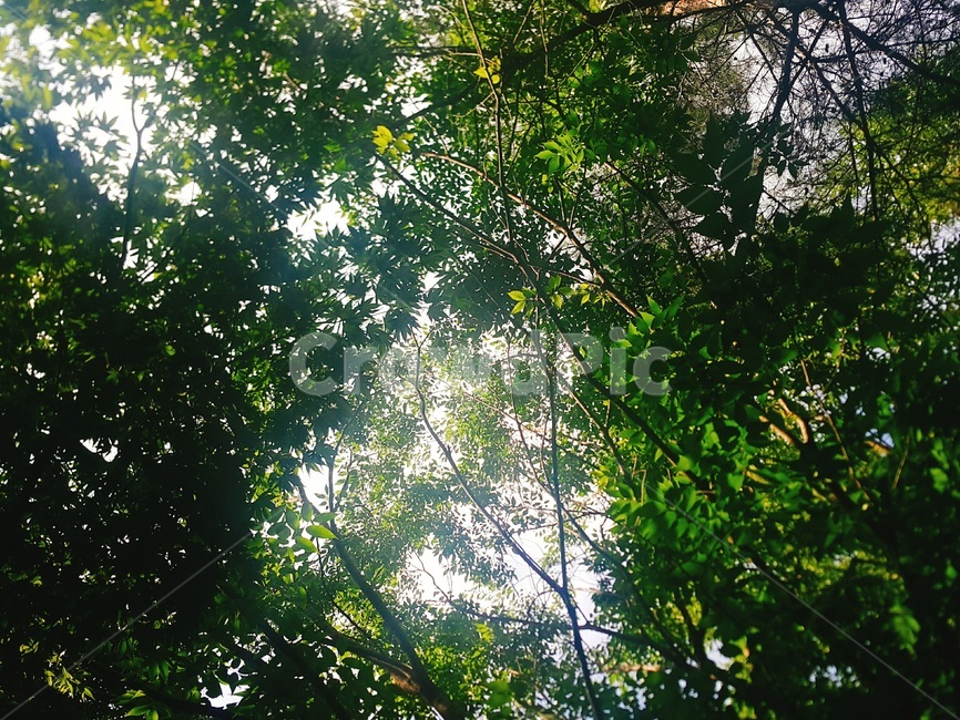 light,빛,플레어,sunlight,햇빛,숲,나무,tree,forest,자연,풍경,nature,landscape