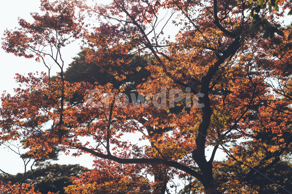 가을,나무,단풍,낙엽,풍경,감성,가을,계절,fall,autumn,season,자연,풍경,nature,landscape,leaf,잎,plant,식물,tree